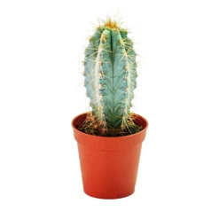 EXOTENHERZ - Pilosocereus azureus - petite plante dans un pot de 5,5 cm