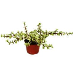 EXOTENHERZ - Plante d'intérieur - portulacaria afra var - jade tree - pot de 12cm