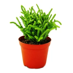 EXOTENHERZ - Plante succulente - crassula lycopodioides - queue de souris - en pot de 8,5cm