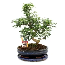 EXOTENHERZ - Poivre de bonsaï szechuan - zanthoxylum piperitum - env. 12-15 ans