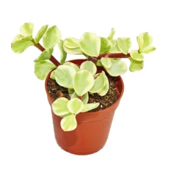 EXOTENHERZ - Portulacaria afra var.- jade tree - petite plante en pot de 5,5 cm