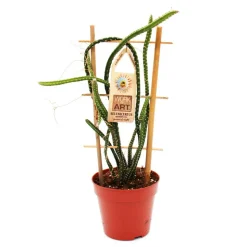 EXOTENHERZ - Reine de la nuit - selenicereus grandiflorus - pot 12cm