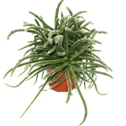 EXOTENHERZ - Rhipsalis baccifera horrida - cactus corail - en pot de 12cm - plante d'intérieur succulente