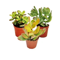 EXOTENHERZ - Set d'arbres d'argent, 3 espèces différentes de crassula en pot de 12cm