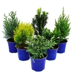 EXOTENHERZ - Set de conifères nains avec 6 plantes - petits conifères pour massifs et balcons - en pot de 10,5cm