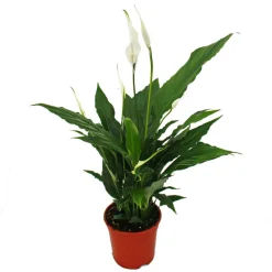 EXOTENHERZ - Spathiphyllum, feuille unique, "sweet chico", 13cm pot