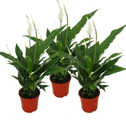 EXOTENHERZ - Spathiphyllum "sweet chico" - 12cm pot - set de 3 plantes