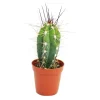 EXOTENHERZ - Stetsonia coryne - aiguille à coudre cactus - pot de 5,5 cm