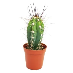 EXOTENHERZ - Stetsonia coryne - aiguille à coudre cactus - pot de 5,5 cm