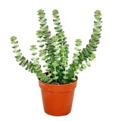 EXOTENHERZ - Succulent - crassula hottentot - feuille épaisse - en pot de 8,5cm
