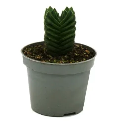 EXOTENHERZ - Succulente - crassula buddha's temple - mini feuilles épaisses - pot de 6cm