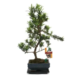 EXOTENHERZ - Tranche de pierre de bonsaï - podocarpus macrophyllus - environ 6 ans