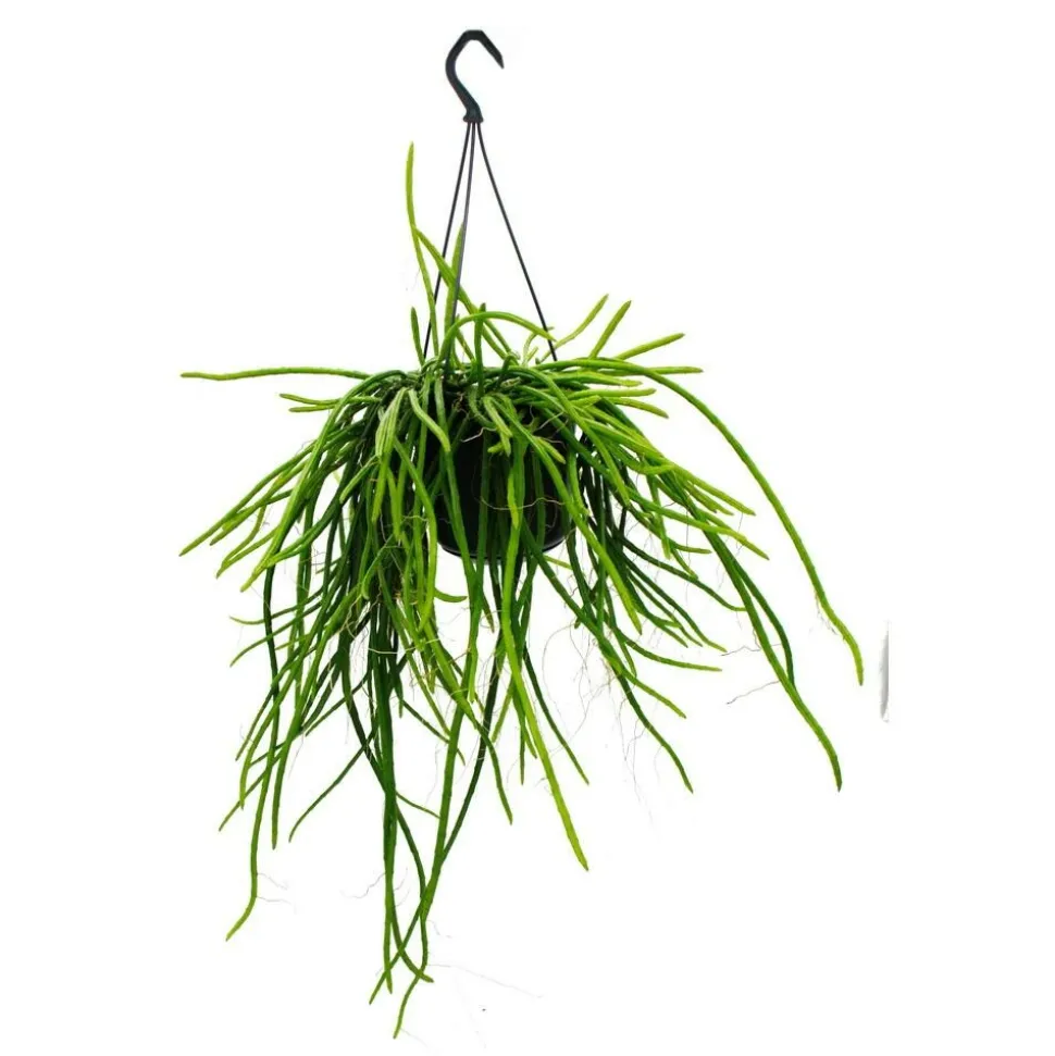 EXOTENHERZ - Urban jungle elegance - ambre de cactus moderne avec une superbe structure de feuilles - selenicereus wercklei - 15cm