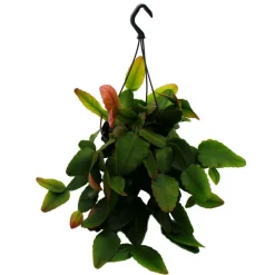 EXOTENHERZ - Urban jungle elegance - ambre de cactus moderne avec une superbe structure de feuilles - rhipsalis pachyptera rubra - 15cm