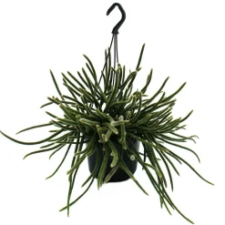 EXOTENHERZ - Urban jungle elegance - ambre de cactus moderne avec une superbe structure de feuilles - rhipsalis baccifera horrida - 15cm