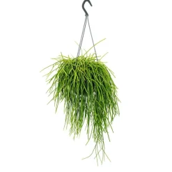 EXOTENHERZ - Urban jungle elegance - ambre de cactus moderne avec une superbe structure de feuilles - rhipsalis baccifera shaferi - 15cm