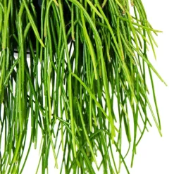 EXOTENHERZ - Urban jungle elegance - ambre de cactus moderne avec une superbe structure de feuilles - rhipsalis baccifera shaferi - 15cm