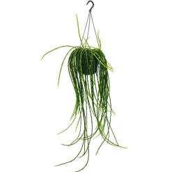 EXOTENHERZ - Urban jungle elegance - ambre de cactus moderne avec une superbe structure de feuilles - rhipsalis paradoxa - 15cm