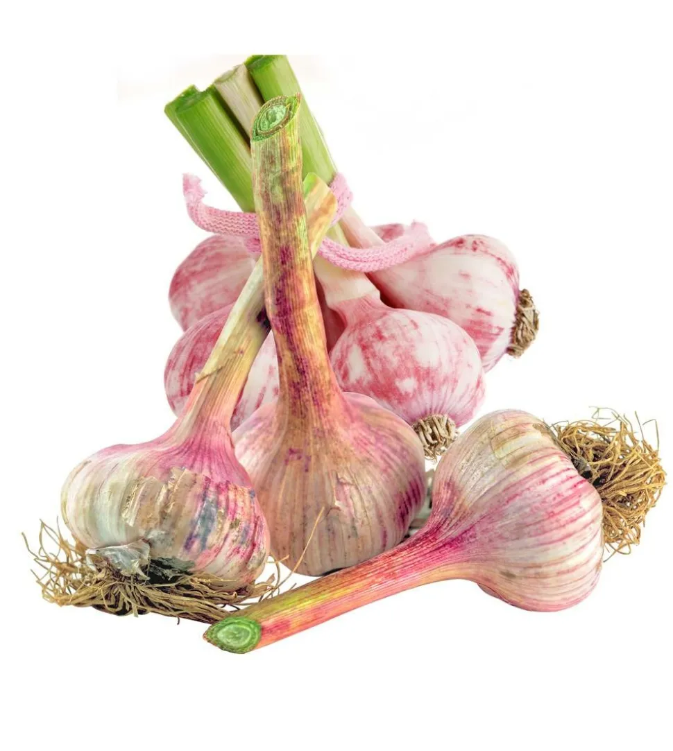 FABRE GRAINES - Ail violet germidour - 1 kg