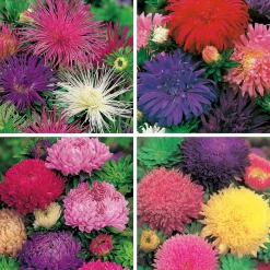 FABRE GRAINES - Collection reines marguerites - 4 variétés