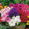 FABRE GRAINES - Collection petunias - 4 variétés