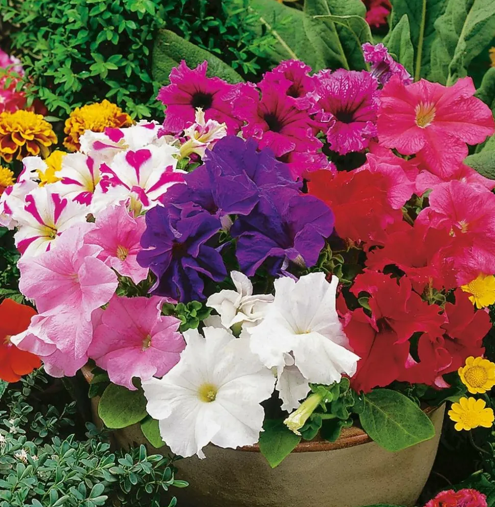 FABRE GRAINES - Collection petunias - 4 variétés