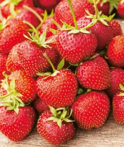 FABRE GRAINES - Fraisier charlotte - 20 plants