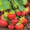 FABRE GRAINES - Fraisier favette - 10 plants