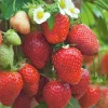 FABRE GRAINES - Fraisier gento - 20 plants