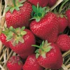 FABRE GRAINES - Fraisier gorella - 20 plants