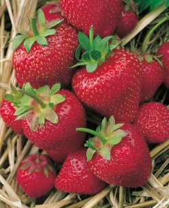 FABRE GRAINES - Fraisier gorella - 20 plants