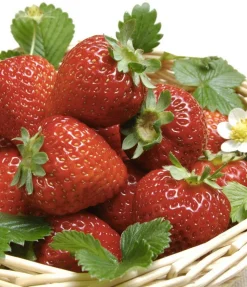 FABRE GRAINES - Fraisier ostara - 20 plants