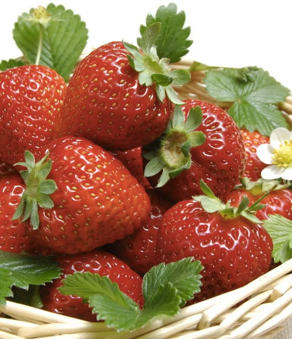 FABRE GRAINES - Fraisier ostara - 20 plants