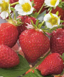 FABRE GRAINES - Fraisier talisman - 10 plants