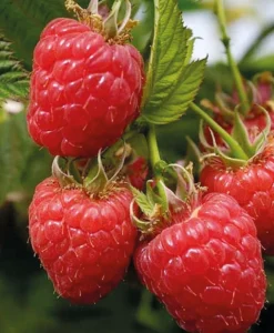 FABRE GRAINES - Framboisier paris - 4 pieds