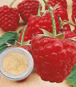 FABRE GRAINES - Framboisier sumo - 4 pieds