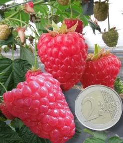 FABRE GRAINES - Framboisier versailles - 4 pieds