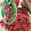 FABRE GRAINES - Goji fruit du bonheur - 1 pot