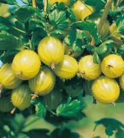 FABRE GRAINES - Groseillier a maquereau invicta - 2 pieds