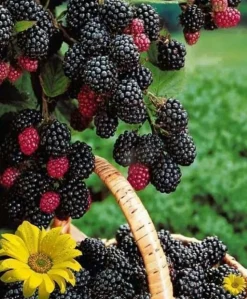 FABRE GRAINES - Mure triple crown - 2 pieds