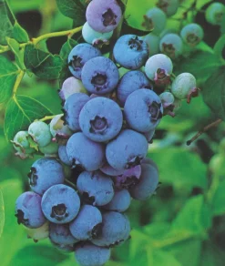 FABRE GRAINES - Myrtille elizabeth - 1 pot