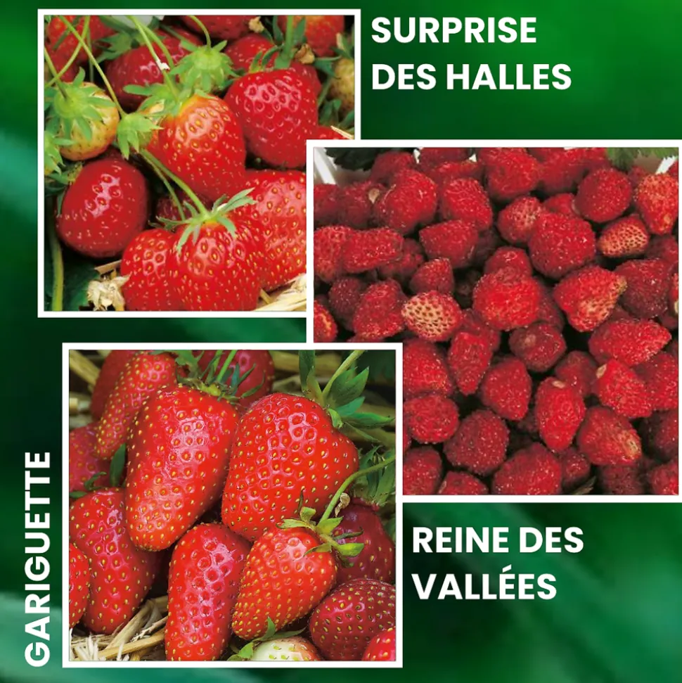 FABRE GRAINES - Offre fraisiers forte production - 60 plants