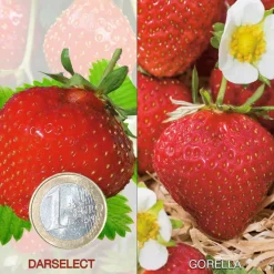 FABRE GRAINES - Offre fraisiers degustation gros fruits - 40 plants