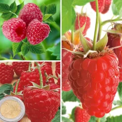FABRE GRAINES - Offre framboisiers forte production - 12 pieds