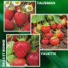 FABRE GRAINES - Offre speciale fraisiers anciens - 30 plants