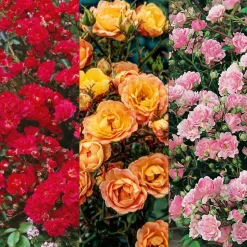 FABRE GRAINES - Offre speciale rosier the fairy - 3 rosiers