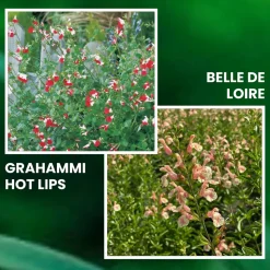 FABRE GRAINES - Offre speciale sauges - 6 godets plante vivace
