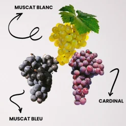 FABRE GRAINES - Offre speciale vignes - 3 varietes