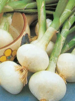 FABRE GRAINES - Oignon blanc extra hatif de malakoff - 5 g