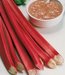 FABRE GRAINES - Rhubarbe - 2 godets